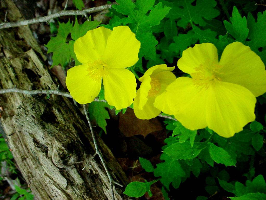 ‘Inadequate words to describe’ mountain wildflowers