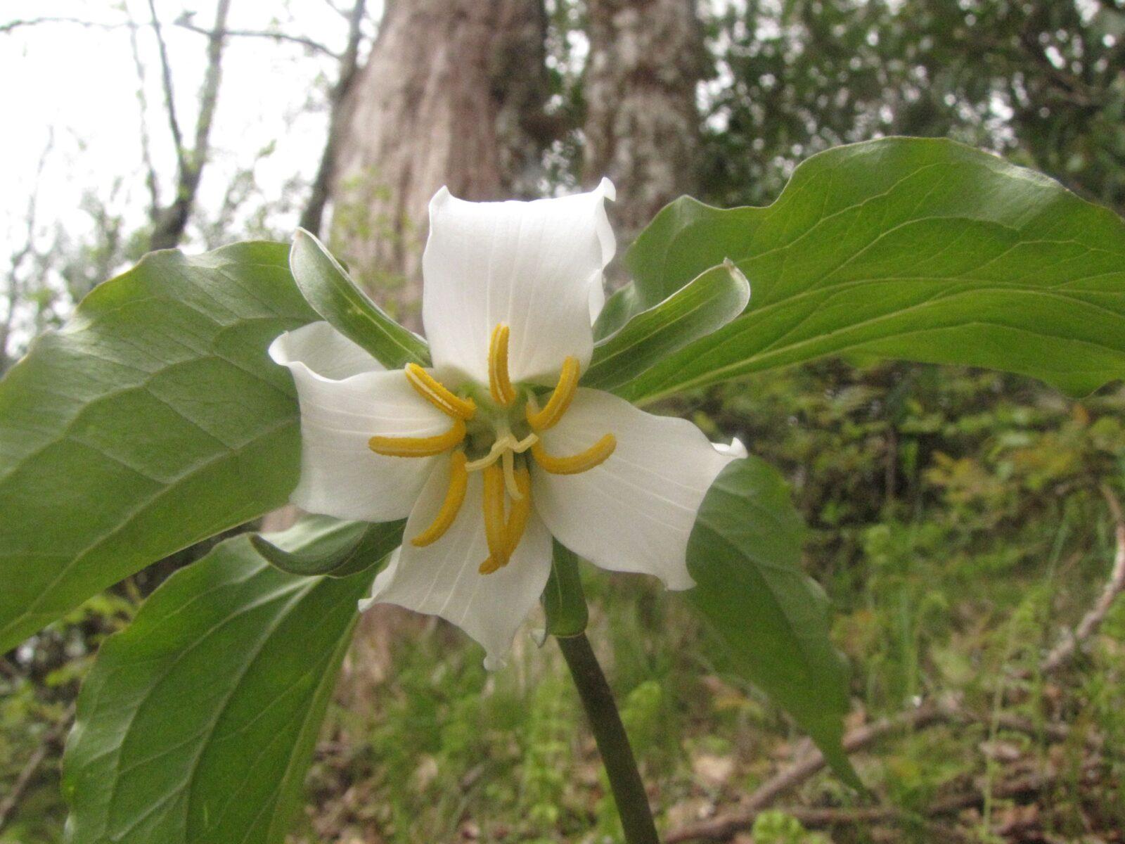 Wildflowers are blooming in the Smokies