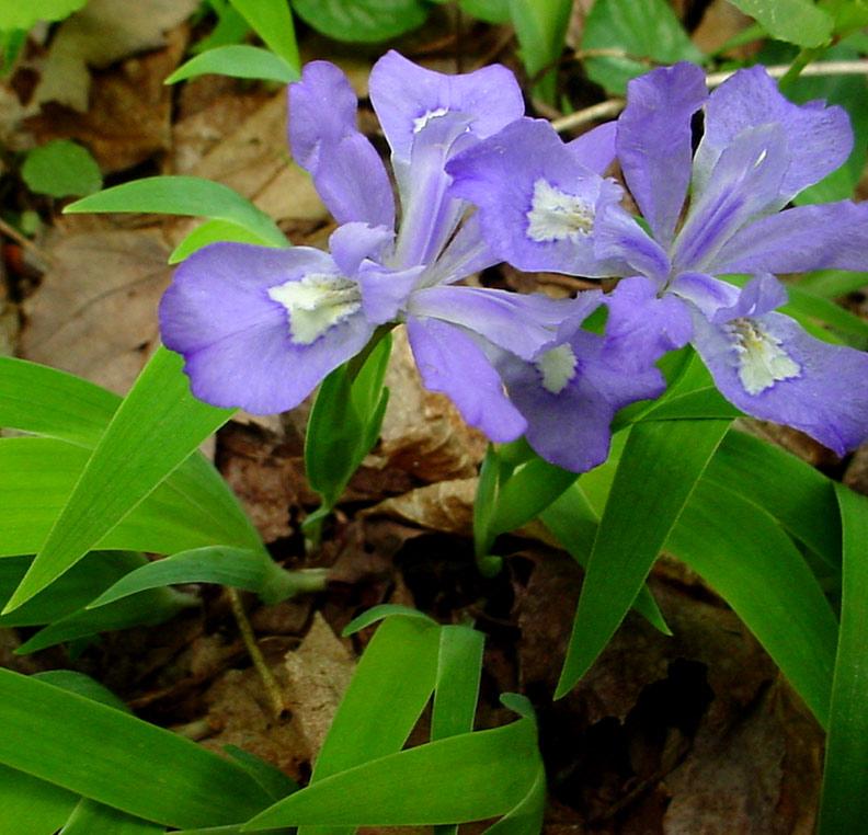 Dwarf crested irises form carpet of blue