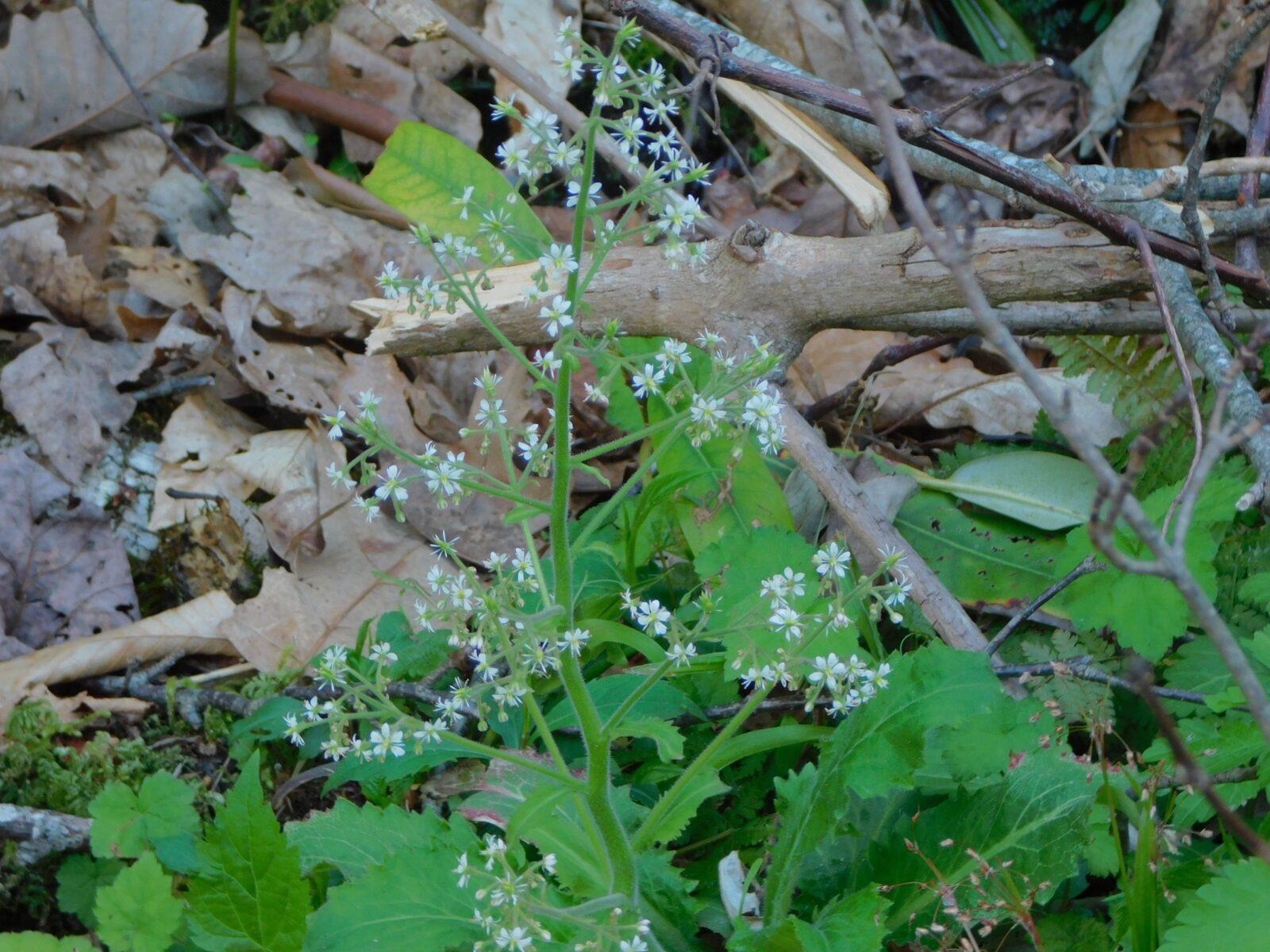 Brook Lettuce at peak bloom on Lumber Ridge