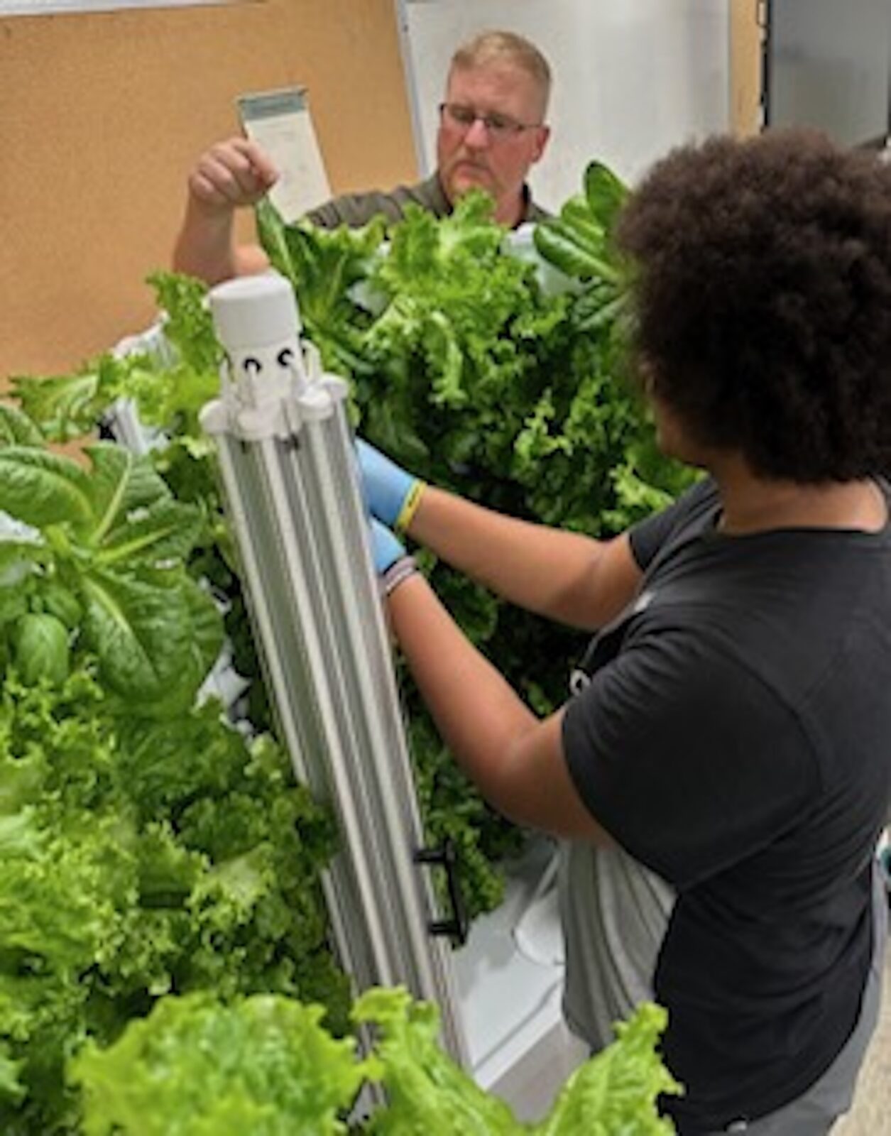 Gresham STEM class grows lettuce - Knox TN Today