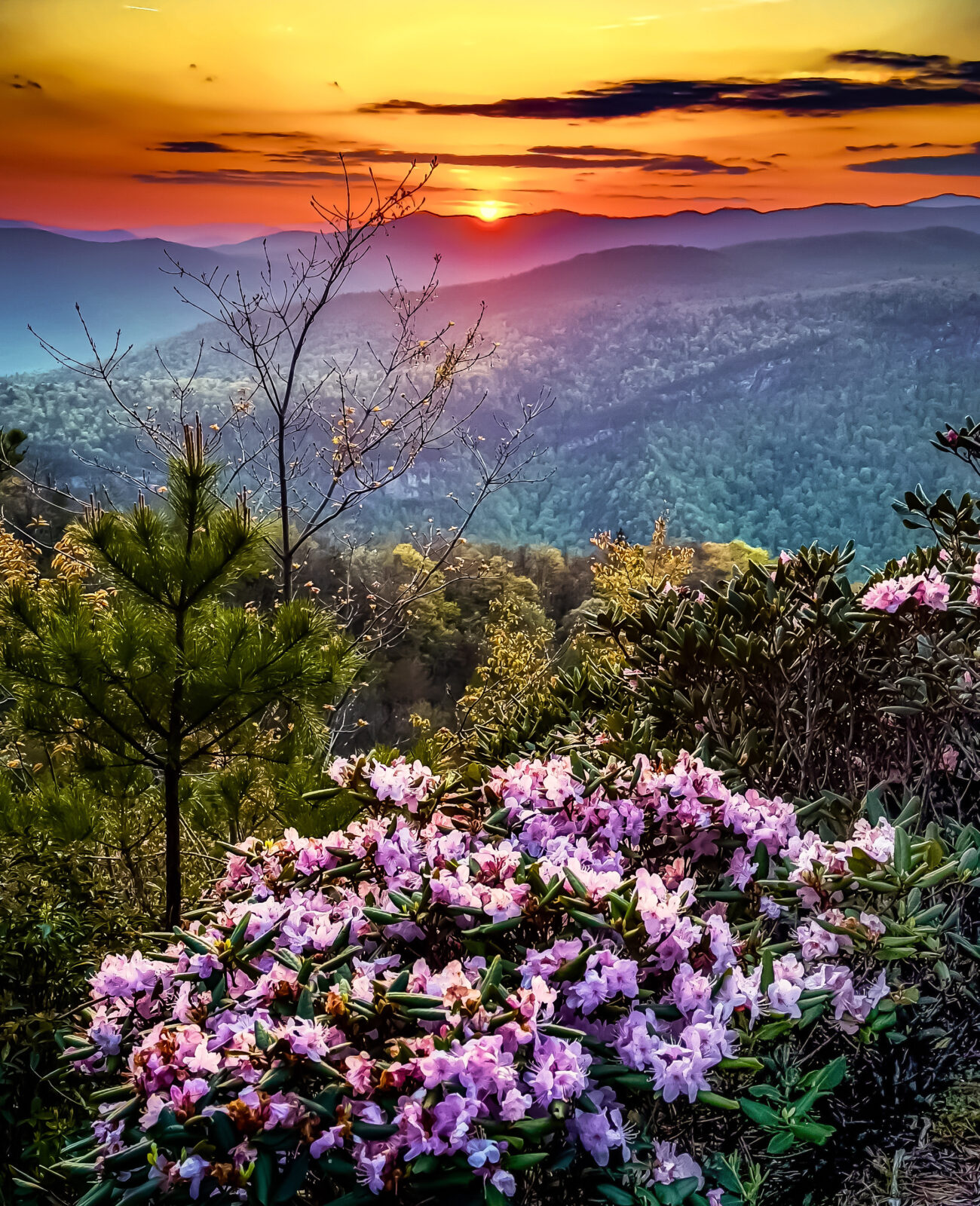 The Honey Badger’s rhododendron primer