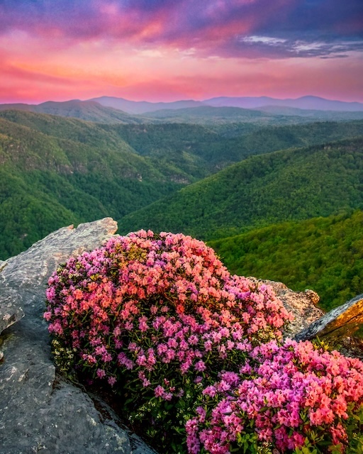 How the Honey Badger chooses his tune