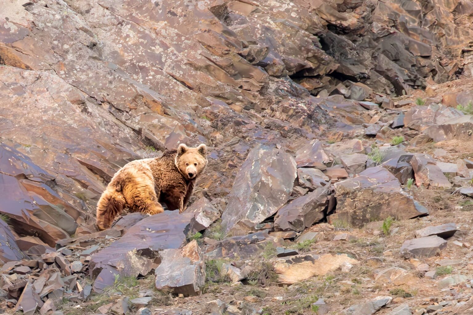 Brown Bear, Brown Bear - Knox TN Today