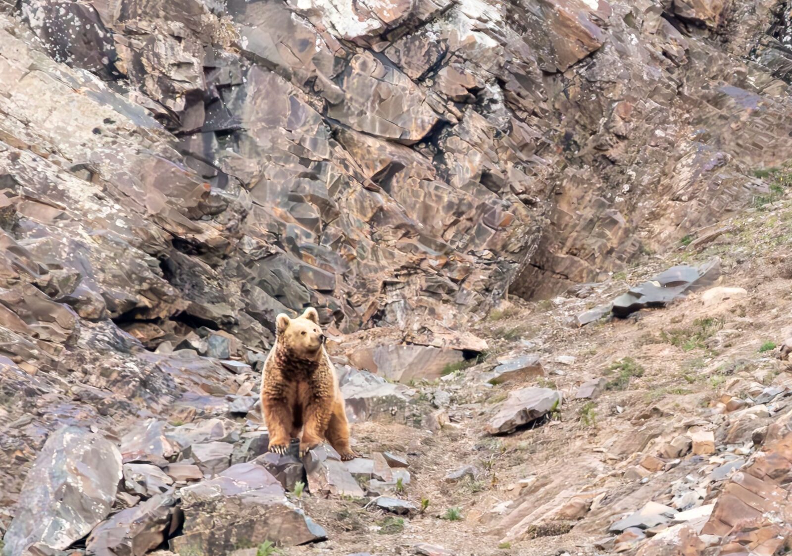 Brown Bear, Brown Bear - Knox TN Today