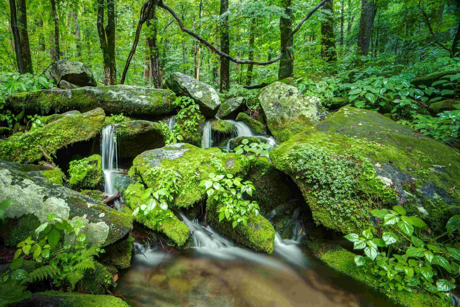 Dripping green - Knox TN Today
