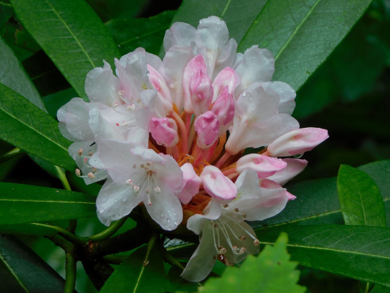Rosebay Rhododendron: Look but don’t eat