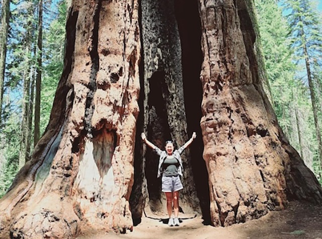 Sequoia is really that big & old