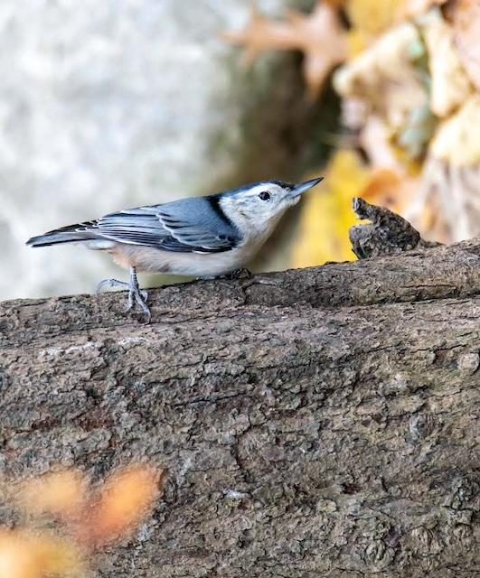 Change in date for the UT Arboretum Society’s virtual program “The Secrets of Backyard Birds”