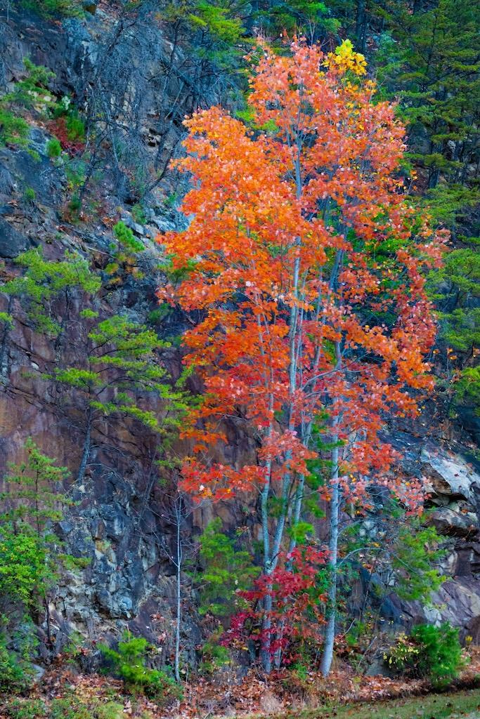 Surge of colors in the mountains - Knox TN Today