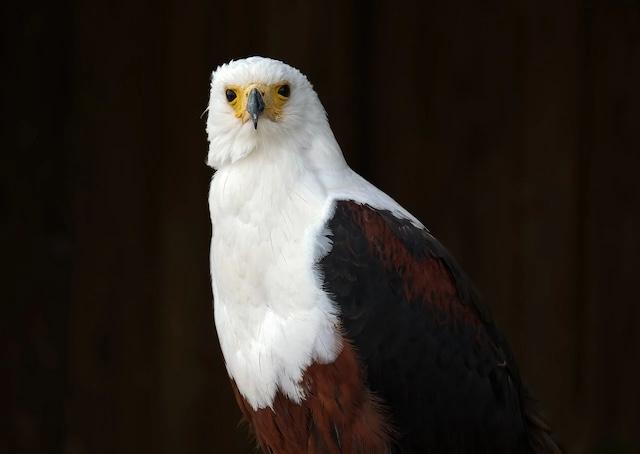 Bald Eagle named official national bird, finally