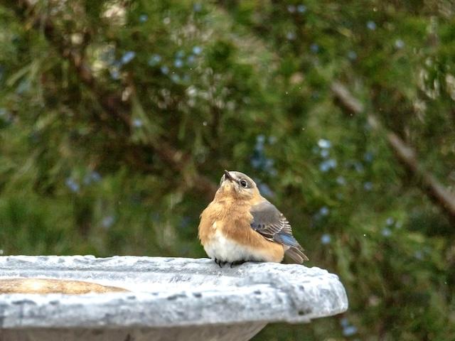 ‘Creating a bird-friendly yard’