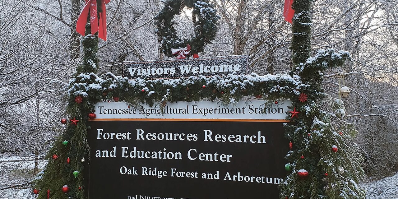 Celebrate the New Year with a hike at the UT Arboretum