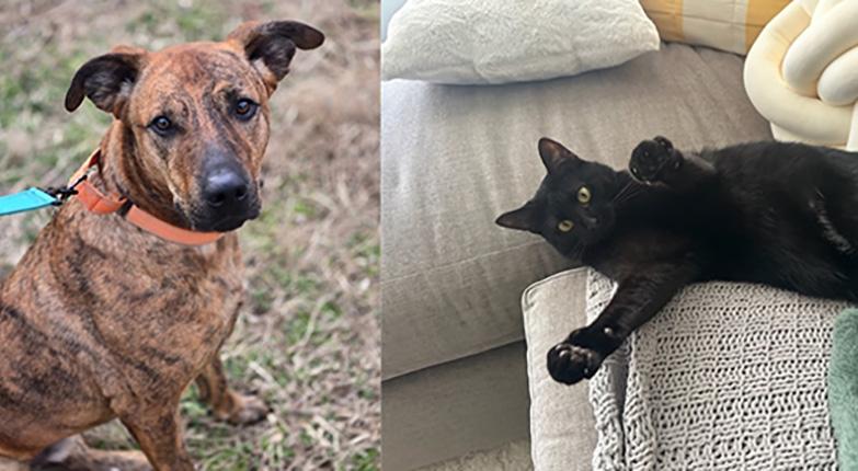 Longest residents, Sherlock & Payne