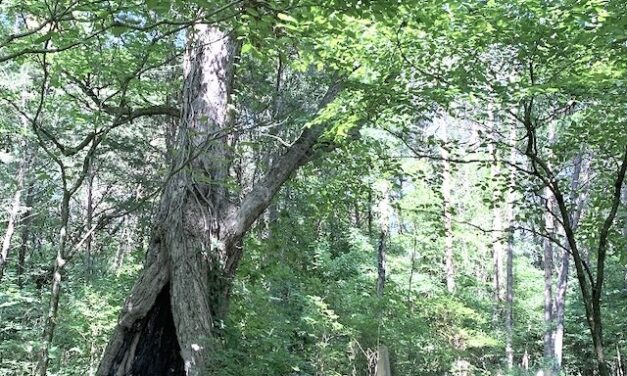 Enslaved Rachel’s stories