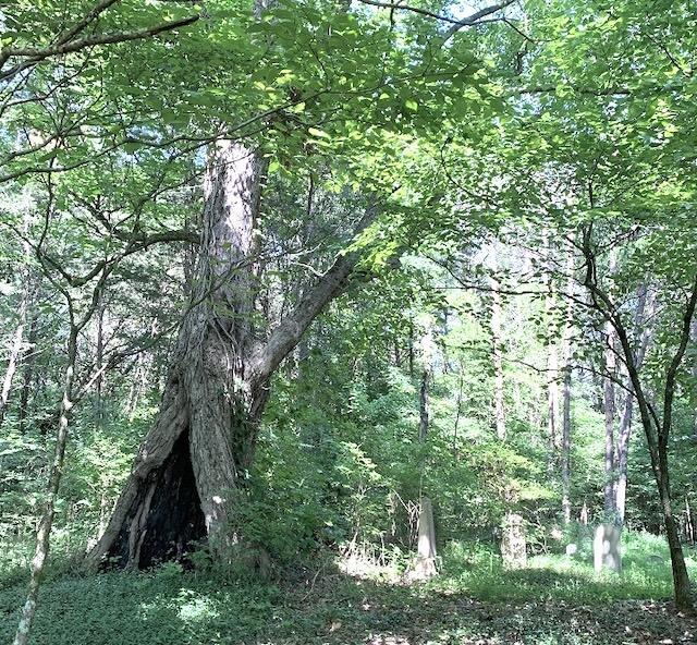 Enslaved Rachel’s stories