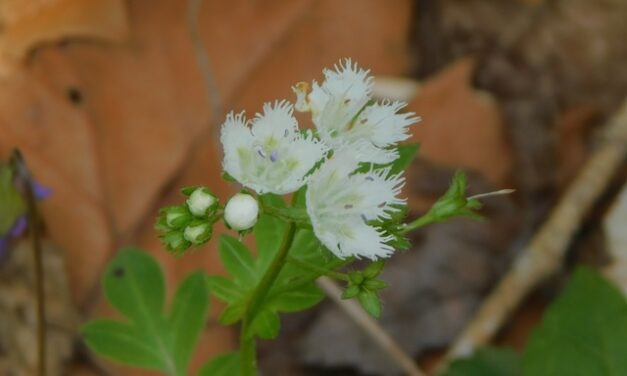 Tom Harrington hikes Porters Creek: Finds February wildflowers