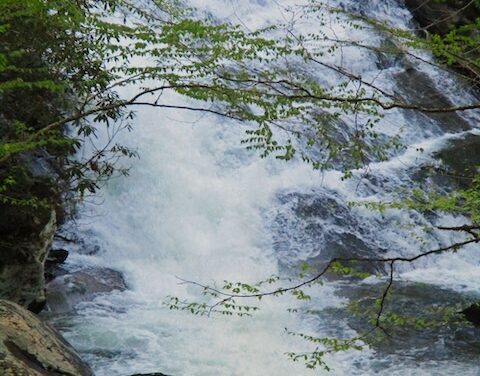 Tom Harrington finds early wildflowers & more