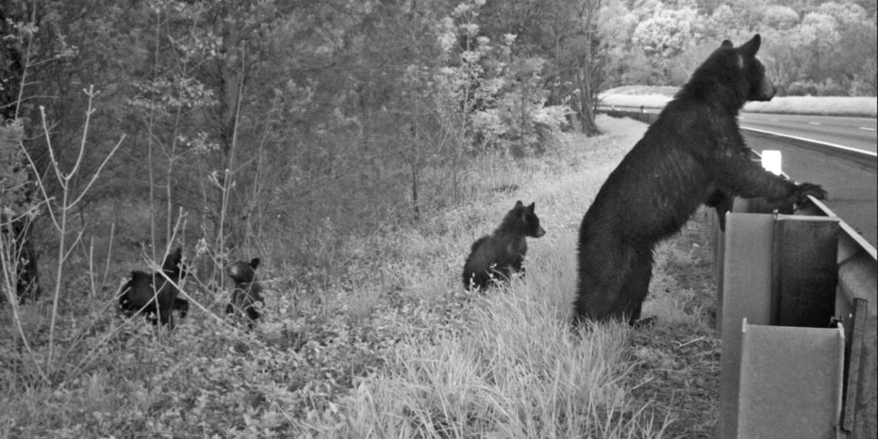 Safe Passage moves closer to goal