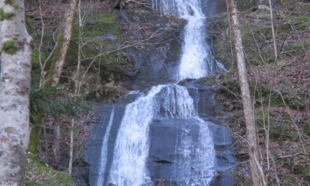 Harrington finds wildflowers on two trails