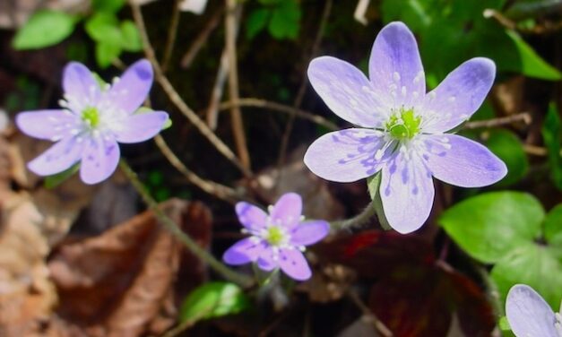 Harrington finds dozens of wildflowers on Cucumber Gap Trail