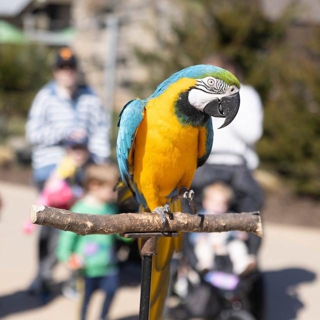 Max’s Aviary is now open at Zoo Knoxville