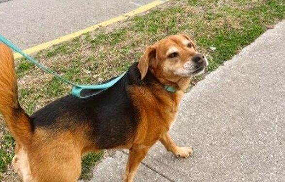 Q & A with Humane Society of TN Valley