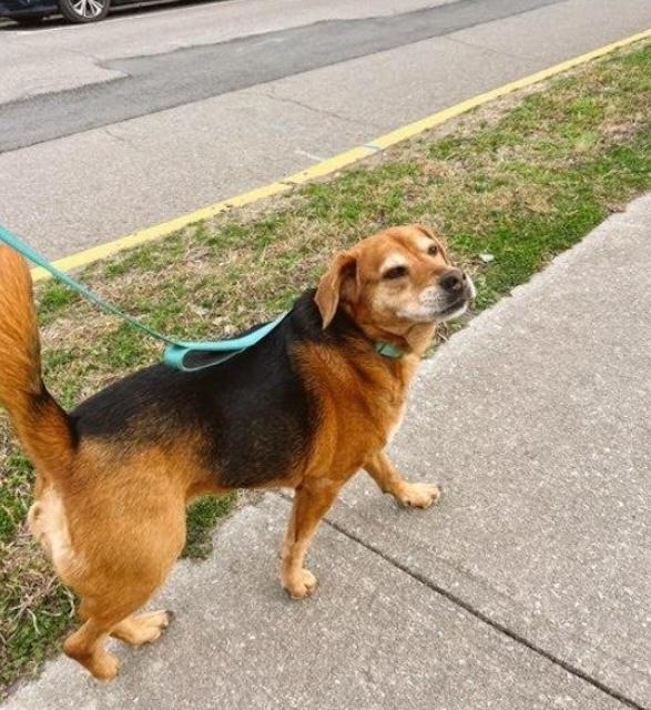 Q & A with Humane Society of TN Valley