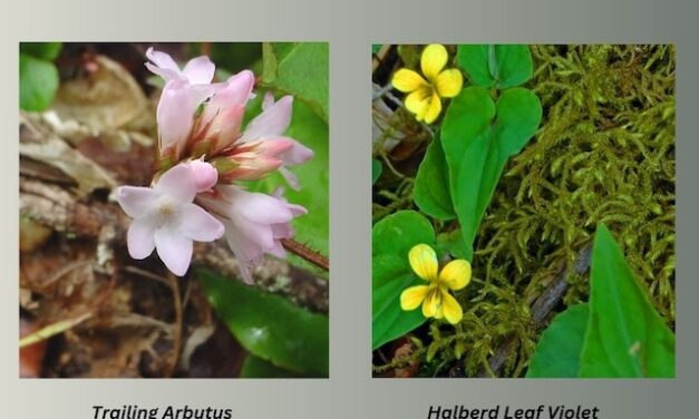 Harrington finds flowers on Turkey Pen Trail