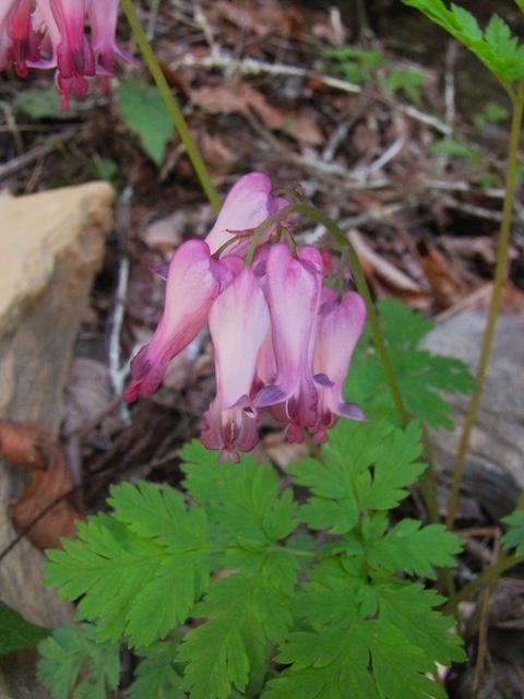 Harrington takes two hikes: Finds multiple wildflowers