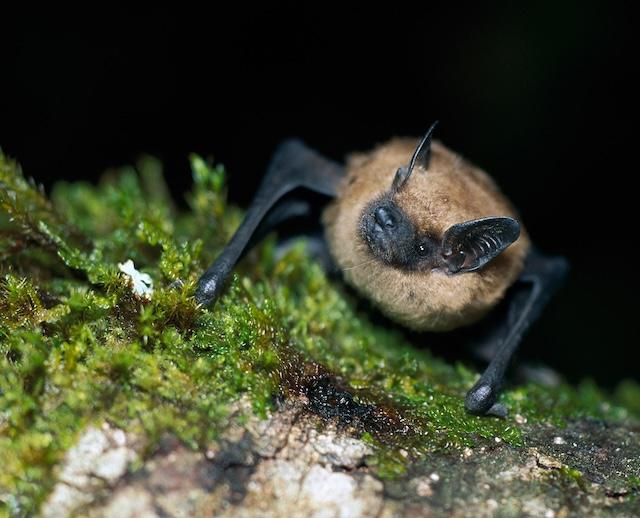 ‘Exploring the World of Bats and How You Can Help!’