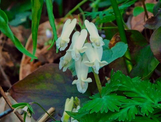 Harrington finds many blooms on Huskey Gap Trail