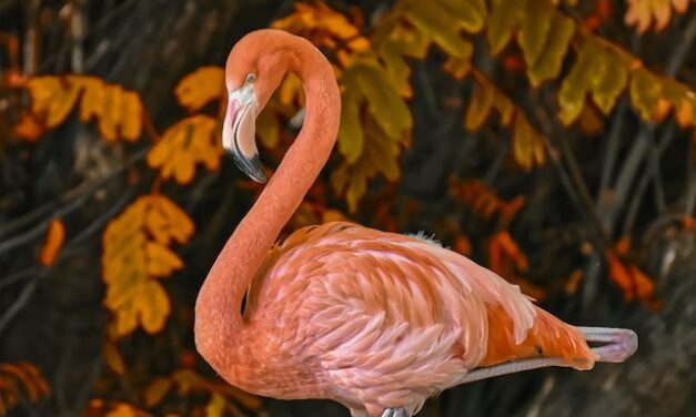 Flamingos teach us how to shine
