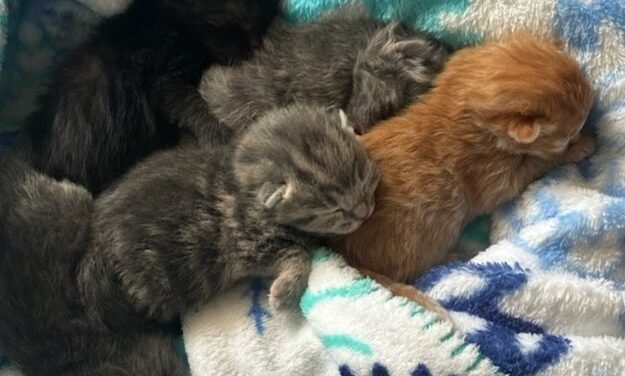 Spay/neuter benefits