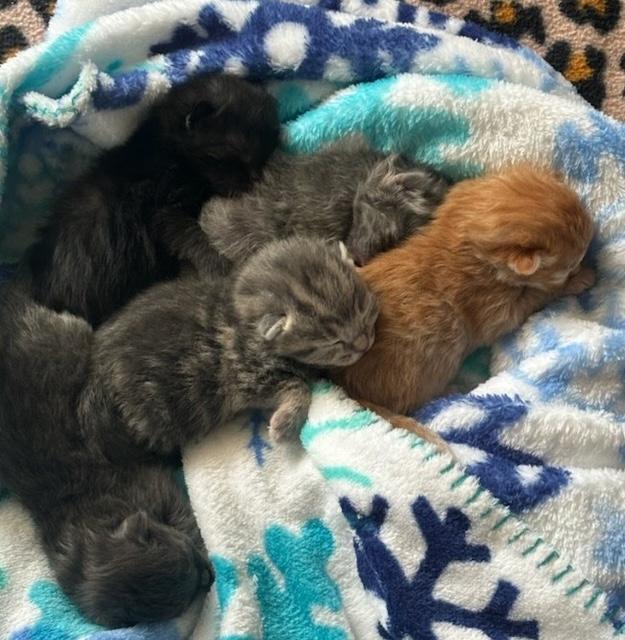 Spay/neuter benefits