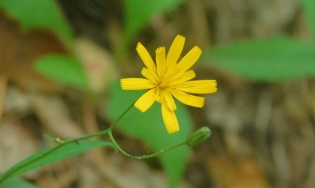 Harrington hikes trails on Memorial Day