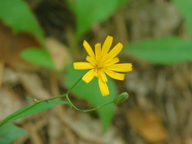 Harrington hikes trails on Memorial Day