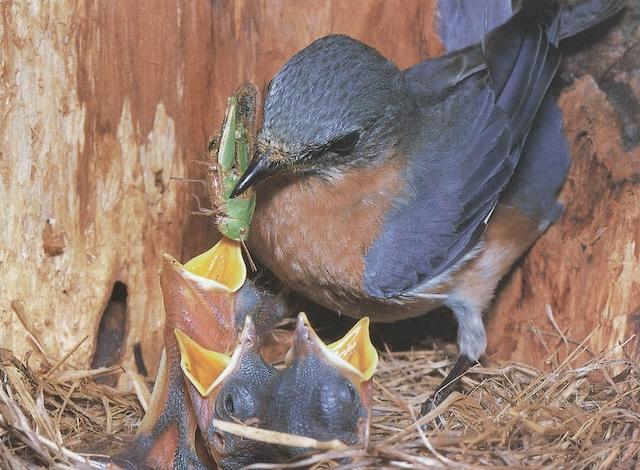 Cool fathers in the bird world