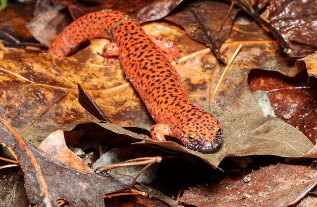What does it mean to be the salamander capital of the world?