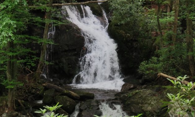 Harrington hikes two trails: Big Creek and Cooper Road