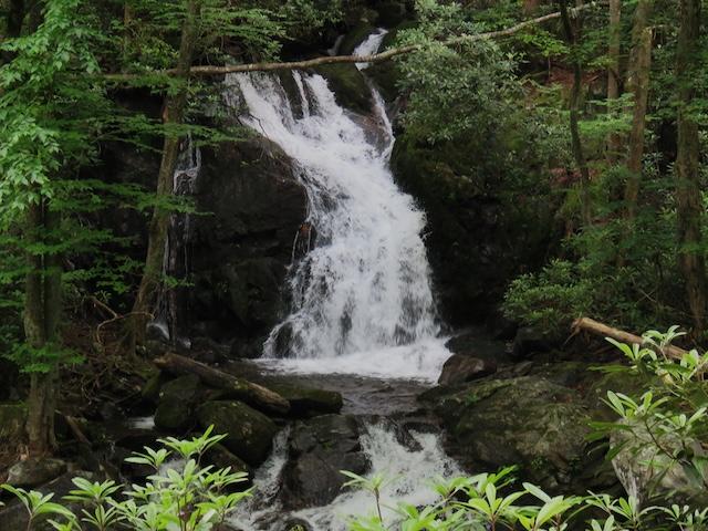 Harrington hikes two trails: Big Creek and Cooper Road