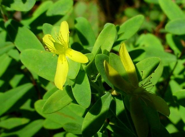 Husky Gap Trail reveals Reclining St. Andrew’s Cross