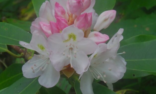 Jakes Creek Trail blooms with Rosebay Rhododendron