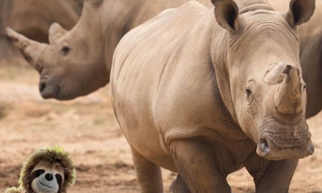 Zoo Knoxville adds Liam and Gus to Rhino Reserve