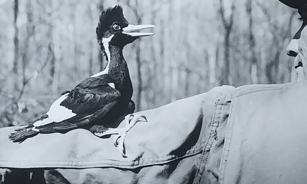 ‘In Search of the Ghost Bird’ at UT Arboretum