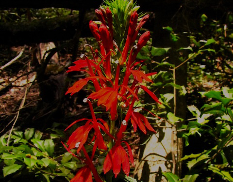 Old Sugarlands Trail has some peak blooming wildflowers