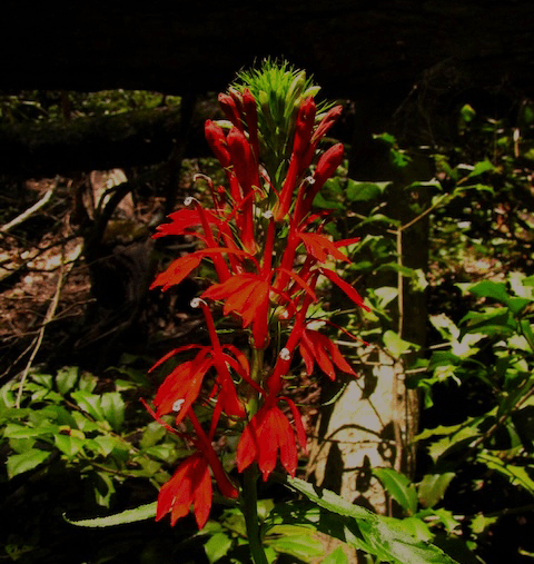 Old Sugarlands Trail has some peak blooming wildflowers