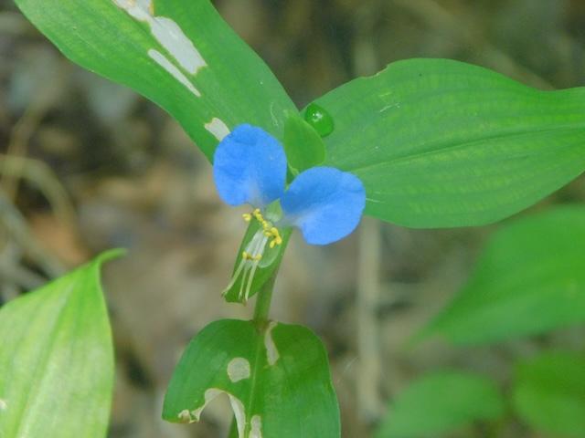 Asiatic Dayflower peaks on Grapeyard Ridge Trail