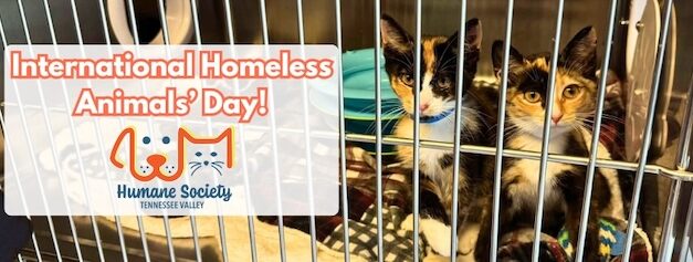 Standing Together for Pets: International Homeless Animals Day