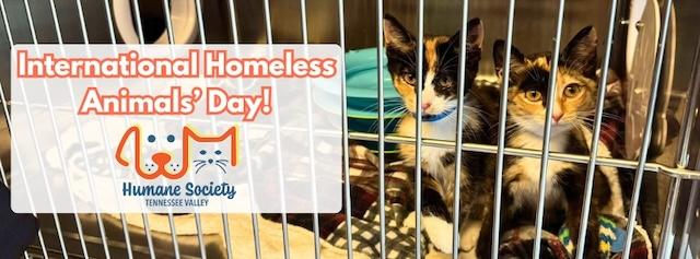 Standing Together for Pets: International Homeless Animals Day